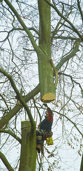 Helikopterfällung - Arbeitsverfahren 3